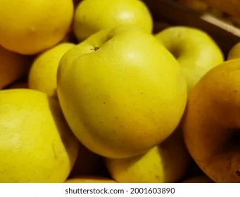 تصویر 3 از سیب زرد فله آبدار تازه با بریکس بالا مناسب آبمیوه گیری